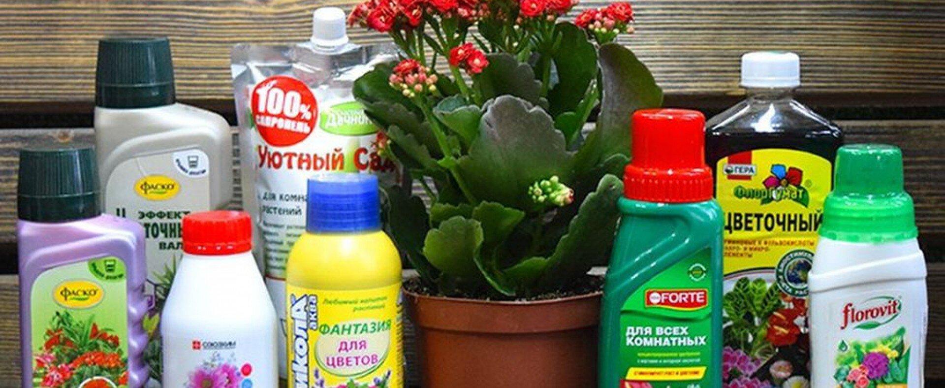 Для подкормки комнатных растений приготовили. Удобрение для роста фикуса бенджамина. Шлюмбергера удобрение для цветения. Чем подкормить папоротник. Для подкормки комнатных растений приготовили.