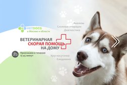 Ветеринарная служба Vetdocs, с рейтингом 4.9 - находится по адресу Московская область, Подольск, Большая Серпуховская улица, 45 