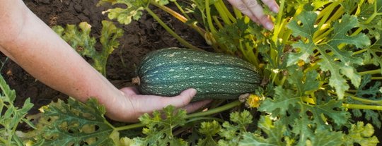 Когда сажать кабачки в 2026 году и как ухаживать за рассадой