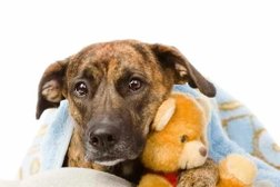 Выездная ветеринарная клиника Айболит, с рейтингом 5 - находится по адресу Саратов, улица имени Академика Н.Н. Семёнова, 19 