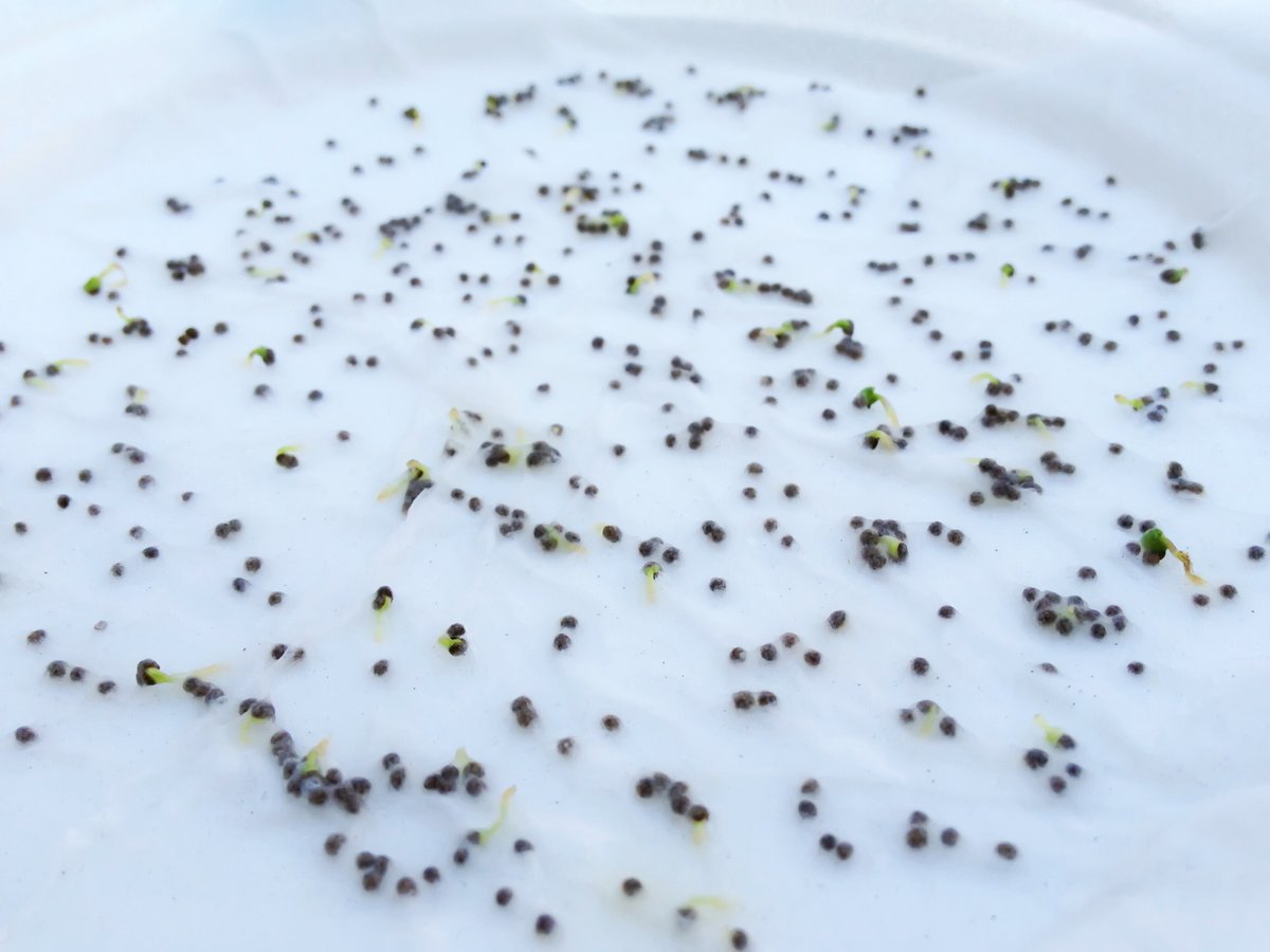 Как проверить семена всхожесть