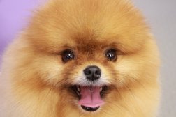 Груминг-салон Дай лапу, с рейтингом 3.4 - находится по адресу Республика Татарстан, Казань, 2-я Юго-Западная улица, 34 