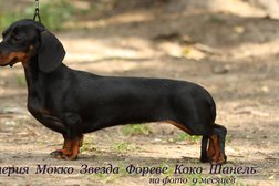 Питомник Империя Мокко, с рейтингом 4.9 - находится по адресу Москва, улица Молостовых, 11 к1 