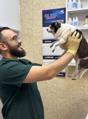 Ветеринарный врач-офтальмолог Александр Игоревич Воронцов