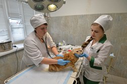 Челябинская городская ветеринарная станция по борьбе с болезнями животных, с рейтингом 3.3 - находится по адресу Челябинск, Марченко, 7в 