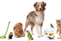 Ветеринарная клиника МедВет31, с рейтингом 3.1 - находится по адресу Белгород, Гостенская улица, 10 