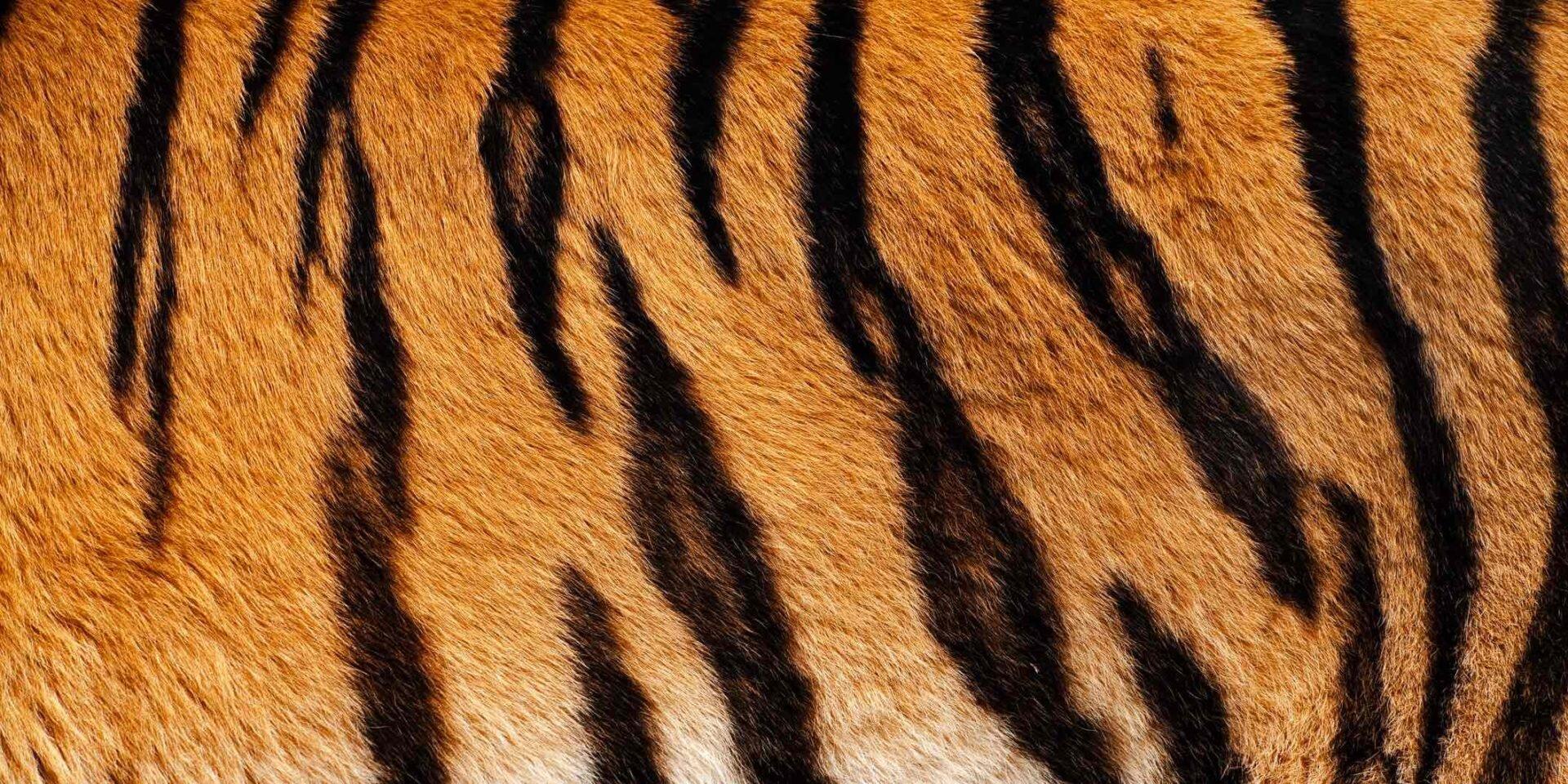 Тигр Покров тела