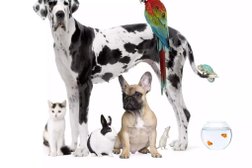 Ветеринарная клиника Сами с усами, с рейтингом 3.4 - находится по адресу Красноярский край, Дивногорск, Школьная улица, 31а 