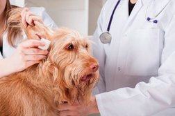 Ветеринарная клиника ВетМир, с рейтингом 4.6 - находится по адресу Московская область, Балашиха, улица Свердлова, 35 