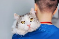 Ветеринарная клиника Dr.Moore, с рейтингом 5 - находится по адресу Воронеж, улица Революции 1905 года, 66 