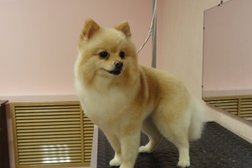 Груминг-салон Pet`s Style, с рейтингом 3.3 - находится по адресу Челябинск, улица Воровского, 63а 