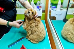 Ветеринарная клиника Здоровье животных, с рейтингом 3.9 - находится по адресу Воронеж, Кольцовская улица, 49 