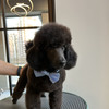 фото от пользователя Олеся в отзыве о груминг-студии Discovery Groom
