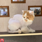 фотография Fashion pets