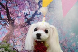 Зоосалон БульDOG, с рейтингом 5 - находится по адресу Приморский край, Находка, бульвар Энтузиастов, 1 