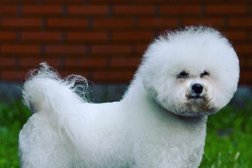 Зоопарикмахерская Галаславия, с рейтингом 4.5 - находится по адресу Москва, улица Адмирала Лазарева, 55 