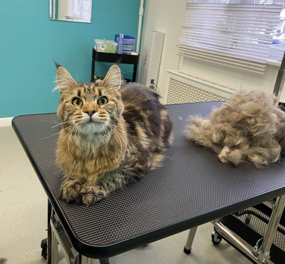 Груминг салон Mr. Ricky - отзывы, фото, цены, телефон и адрес ...