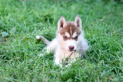 Питомник сибирских хаски Хасквишер, с рейтингом 4.9 - находится по адресу Владимирская область, Киржачский район, деревня Першино, 42 