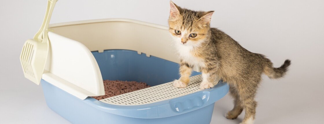 Источник фото: Sorapop Udomsri / Shutterstock