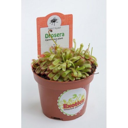 Exotica Магазин Хищных Растений Exotica Магазин Хищных Растений