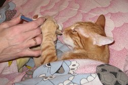 Ветеринарная клиника Простоквашино, с рейтингом 4.7 - находится по адресу Московская область, Балашиха, шоссе Энтузиастов, 36а 