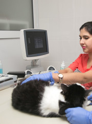 Ветеринарный врач УЗИ, ветеринарный врач-кардиолог Наталья Геннадиевна Федосеева