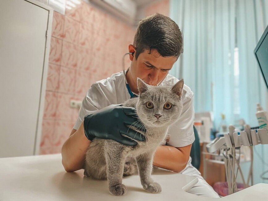 Инновет, ветеринарная клиника в Выхино-Жулебино в Москве - отзывы, фото ...