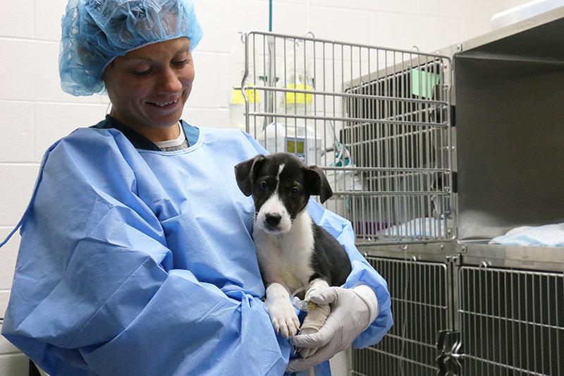 лимпопо иглино ветеринарная. лимпопо иглино ветеринарная. альмавет. неболит ветеринарная. ветклиника лимпопо фото коллектива.