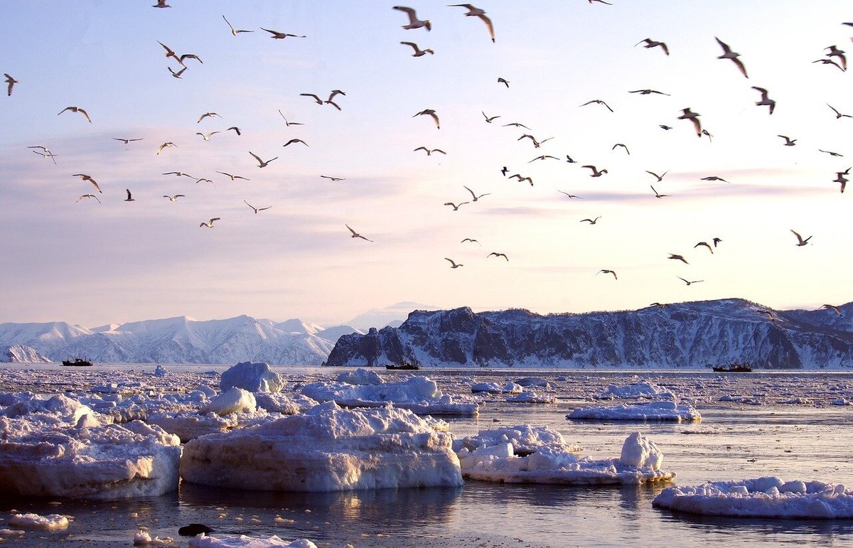 Льдины в море, горный пейзаж, стая птиц