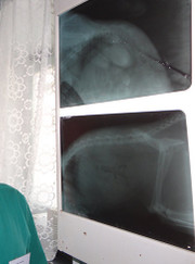 Ветеринарный хирург, ветеринар Леонид Сергеевич Межевов