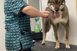 Кинологический клуб Импульс, с рейтингом 4.3 - находится по адресу Самара, Ново-Садовая улица, 230 