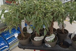 Цветочная компания комнатных растений Planty Flora, с рейтингом 4.5 - находится по адресу Новороссийск, улица Горького, 91 к6 