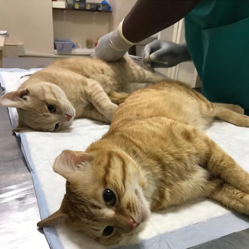 What's Pet, ветеринарная клиника на метро Бибирево в Москве - отзывы ...