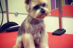 Зоосалон Зоостиль, с рейтингом 3.3 - находится по адресу Москва, Кутузовский проспект, 30 