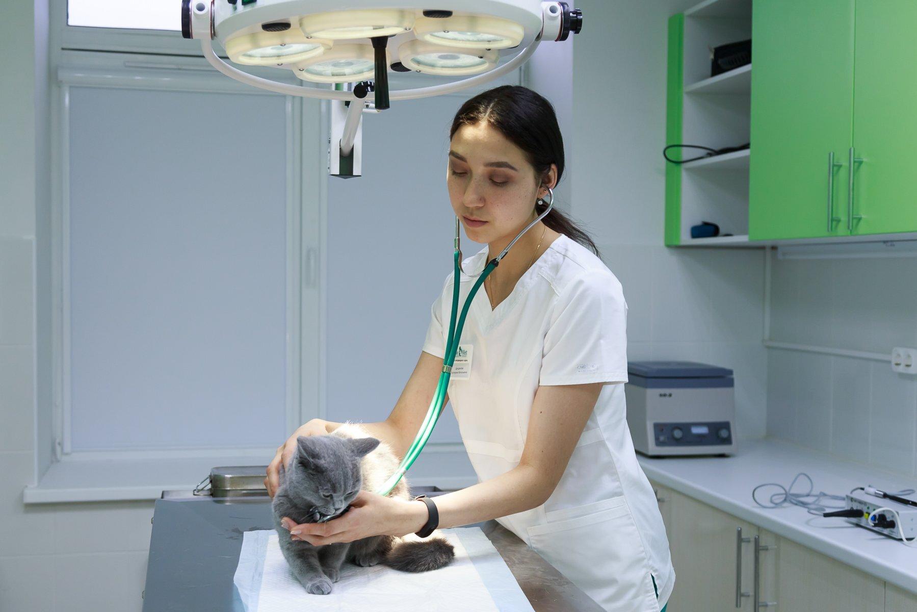 листовка ветклиники. барбоскины борисовка белгородская область ветклиника телефон. барбоскины ветлечебница. ветеринарная клиника феникс матвейково. ветеринарная клиника волгодонск.