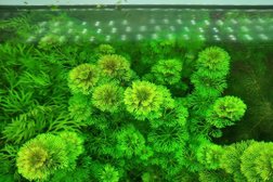Магазин аквариумов и террариумов ArovanAqua, с рейтингом 4.9 - находится по адресу Кострома, улица Симановского, 75 