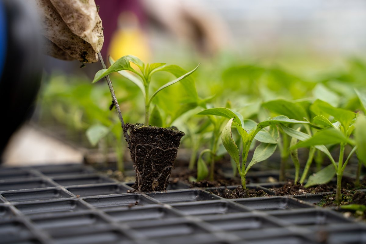 Пикировка рассады