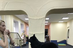 Студия эффективных тренировок Dog Energy, с рейтингом 2.9 - находится по адресу Санкт-Петербург, Автовская улица, 17 