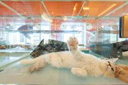 Гостиница для животных BookingCat, с рейтингом 4.9 - находится по адресу Московская область, городской округ Подольск, деревня Жарково, Жасминовая улица, 2В 