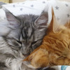 фото от пользователя Лилия в отзыве о ветеринарной клинике Happy pets