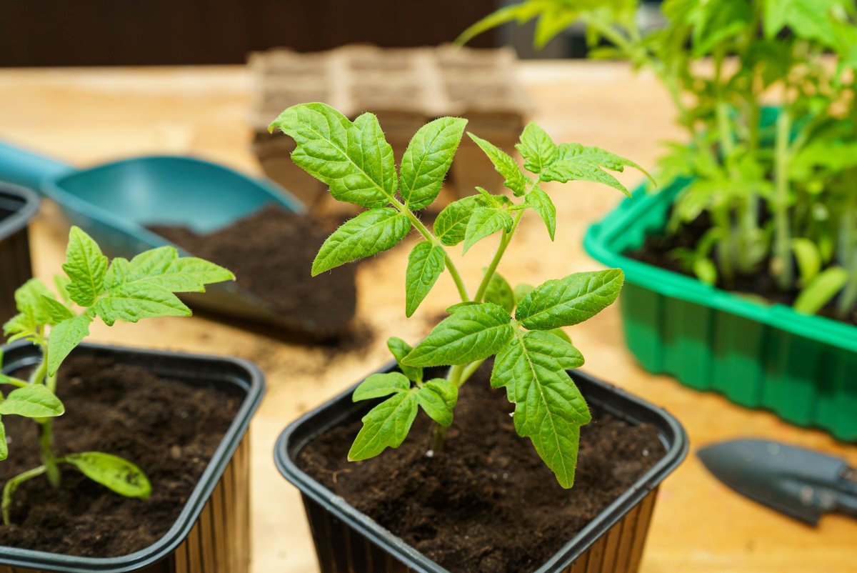 Рассада томатов