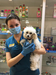 Ветеринарный врач-терапевт, ветеринарный инфекционист Анастасия Владимировна Чернышова