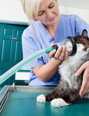 Бабаян Катерина Витальевна