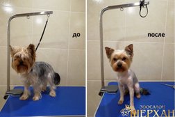 Зоосалон Шерхан, с рейтингом 3.9 - находится по адресу Рязань, улица Стройкова, 51 