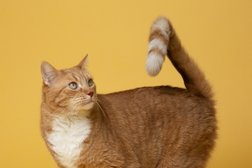 Грибки&кошки