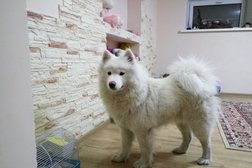 Гостиница для собак happydogs.kz, с рейтингом 4.3 - находится по адресу Алматы, улица Момышулы, 5 