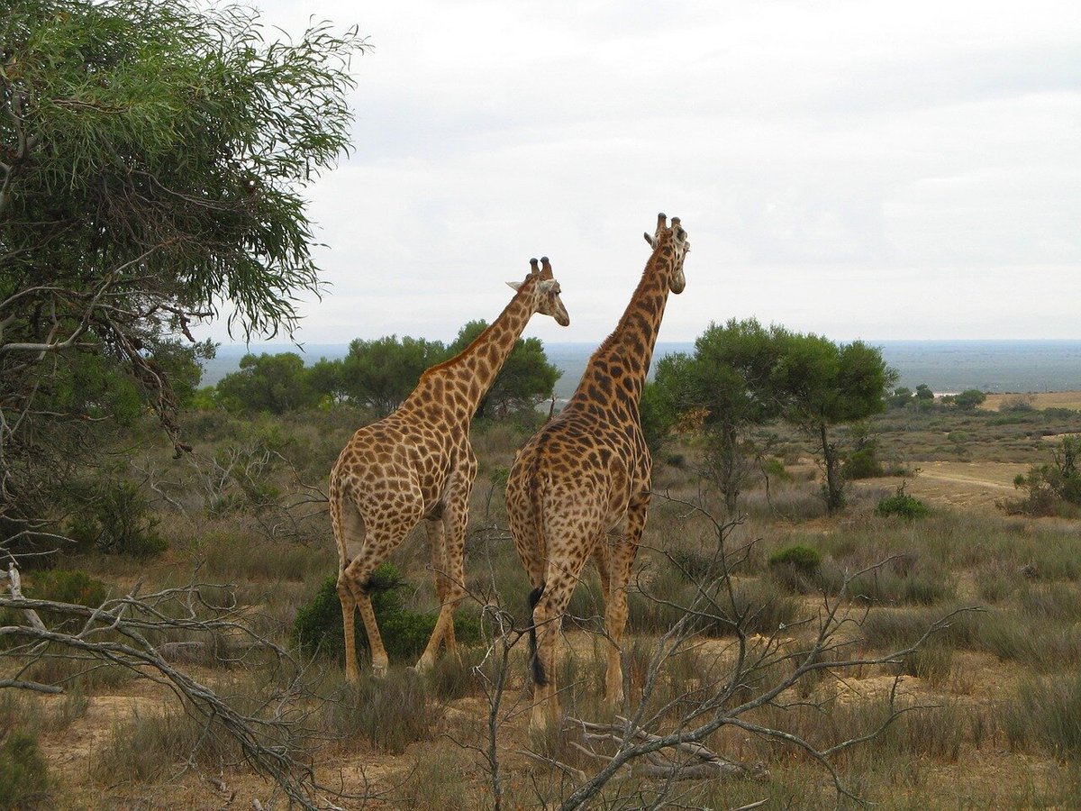Два жирафа среди деревьев