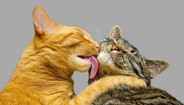 Азери Роя секс видео