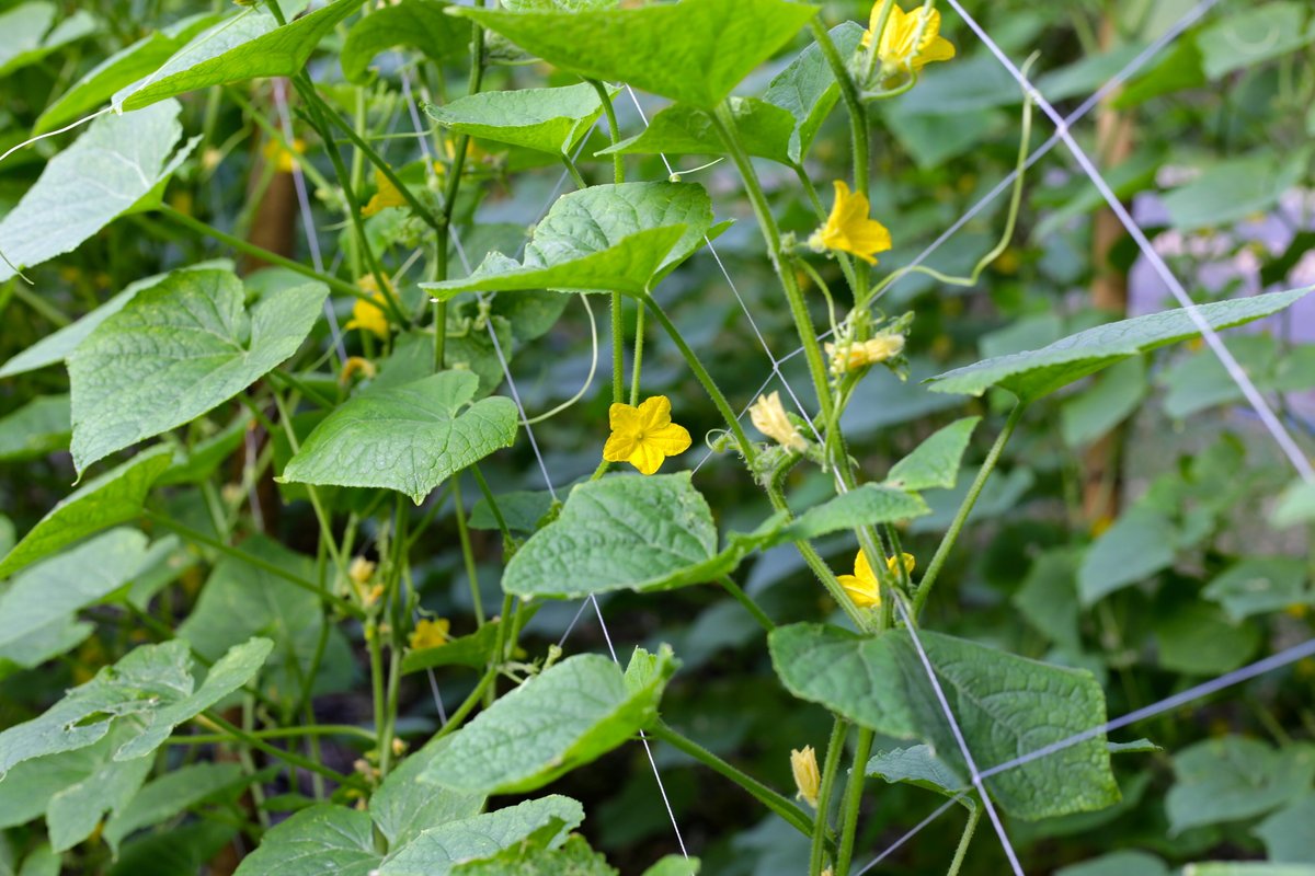 Рассада огурцов