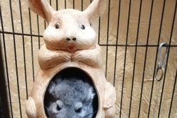 Зоогостиница Мадагаскар, с рейтингом 4.1 - находится по адресу Сочи, Орбитовская улица, 20/14 